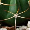 Melocactus _salvadorensis _GD100 _03